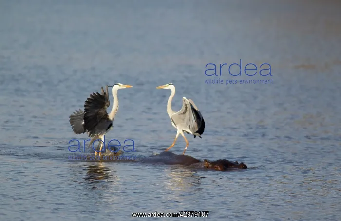 : Grey Heron - Two rivals dispute over the best hunting : Grey Heron - Two rivals dispute over the best hunting