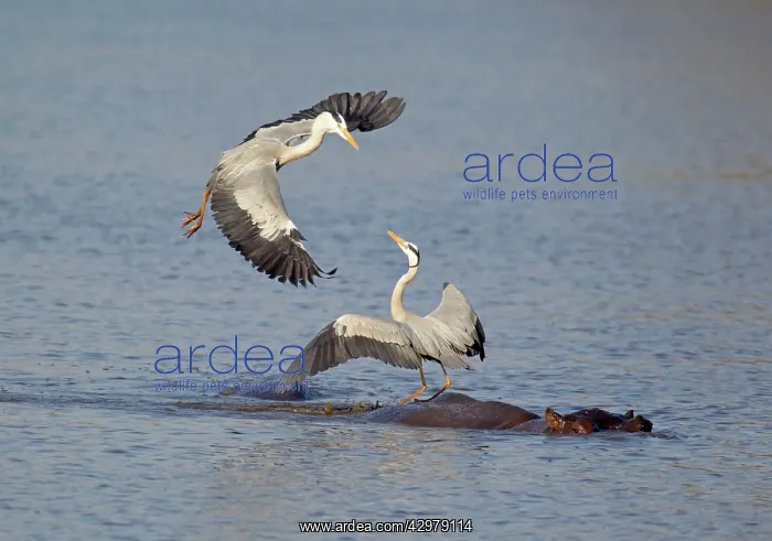 : Grey Heron - Two rivals dispute over the best hunting : Grey Heron - Two rivals dispute over the best hunting