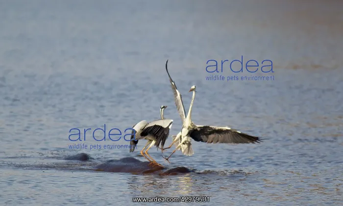 : Grey Heron - Two rivals dispute over the best hunting : Grey Heron - Two rivals dispute over the best hunting