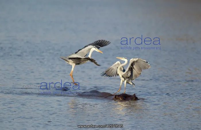 : Grey Heron - Two rivals dispute over the best hunting : Grey Heron - Two rivals dispute over the best hunting