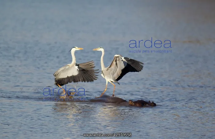 : Grey Heron - Two rivals dispute over the best hunting : Grey Heron - Two rivals dispute over the best hunting