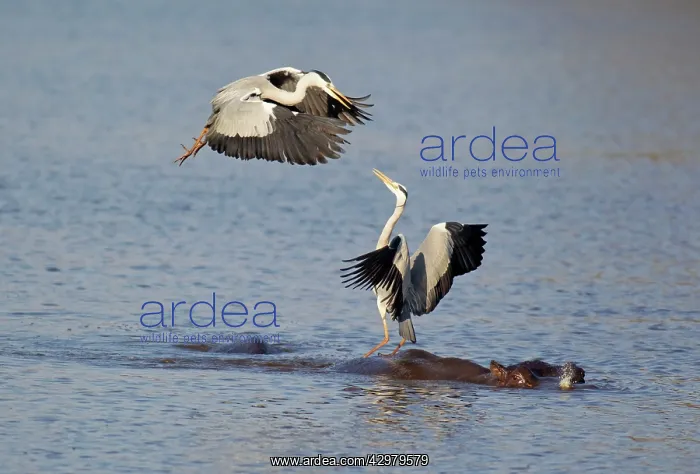 : Grey Heron - Two rivals dispute over the best hunting : Grey Heron - Two rivals dispute over the best hunting