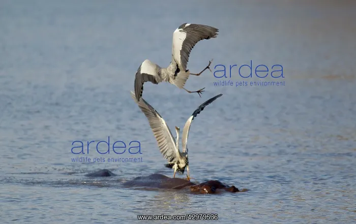 : Grey Heron - Two rivals dispute over the best hunting ground : Grey Heron - Two rivals dispute over the best hunting ground