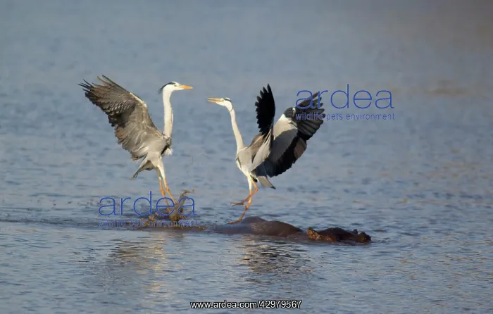 : Grey Heron - Two rivals dispute over the best hunting ground : Grey Heron - Two rivals dispute over the best hunting ground