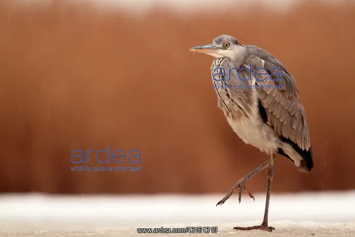 : Grey Heron on snow, reedbed in background and little : Grey Heron on snow, reedbed in background and little