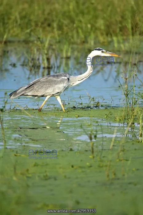 : Grey Heron - Stalking prey : Grey Heron - Stalking prey