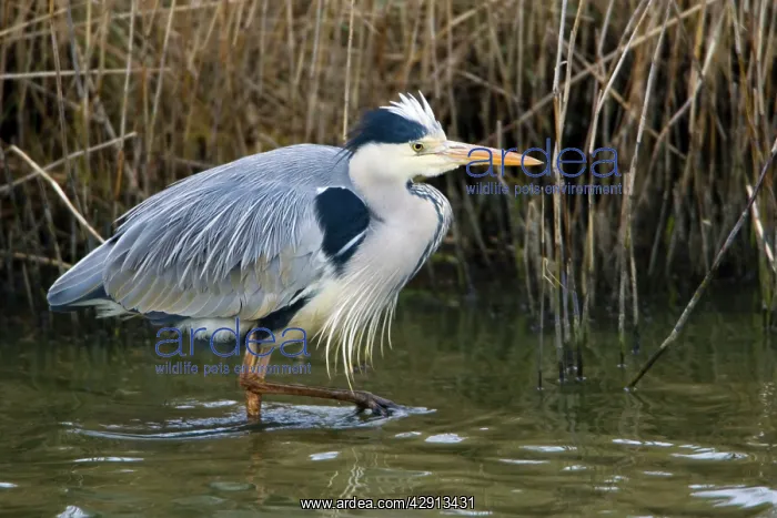 : Grey Heron - stalking prey in canal : Grey Heron - stalking prey in canal