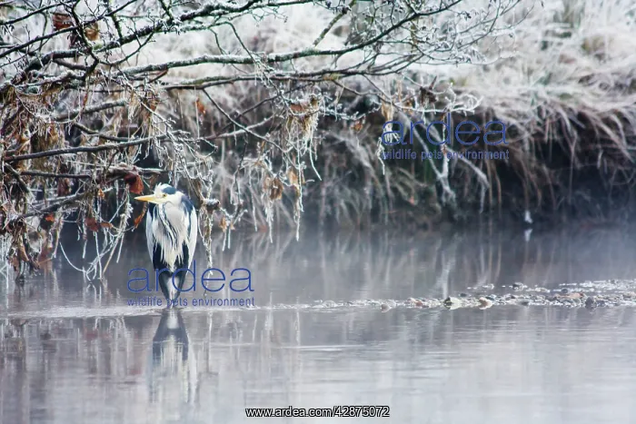: Grey Heron - Standing in shallow fresh water near : Grey Heron - Standing in shallow fresh water near