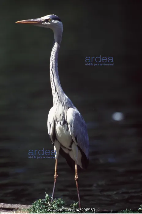 : GREY HERON - standing straight : GREY HERON - standing straight