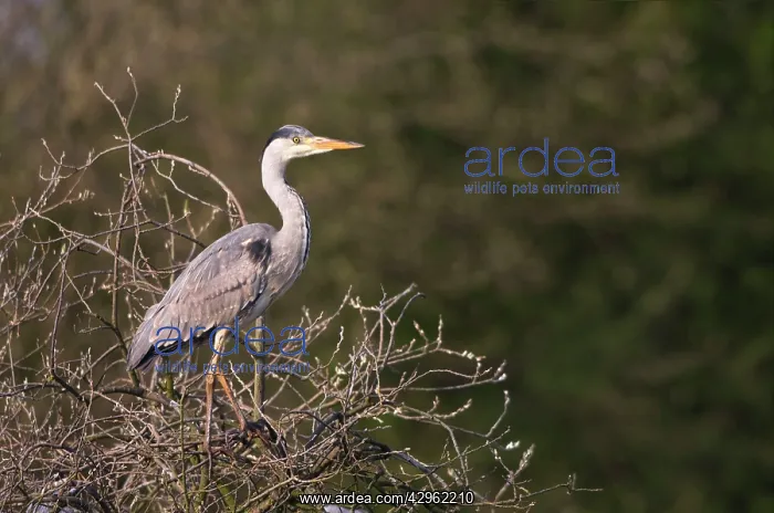 : Grey Heron - standing in tree in late evening light : Grey Heron - standing in tree in late evening light