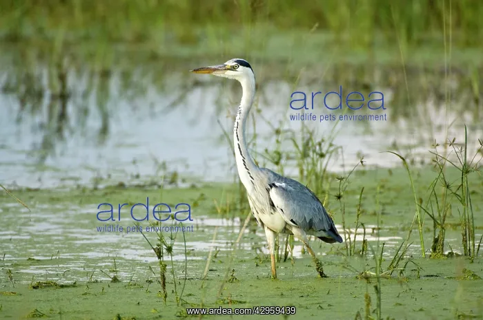 : Grey Heron - Standing in water : Grey Heron - Standing in water