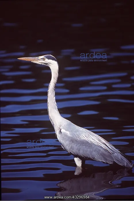 : GREY HERON - standing in water : GREY HERON - standing in water