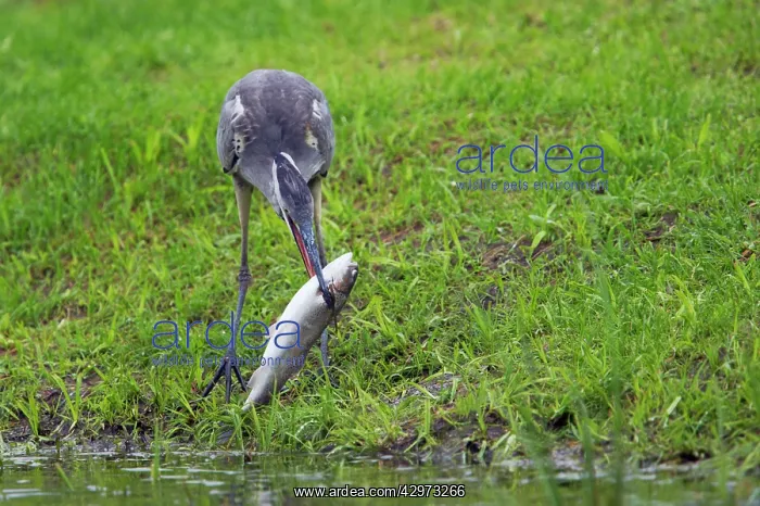 : Grey Heron - Stealing Trout from Fish Farm : Grey Heron - Stealing Trout from Fish Farm