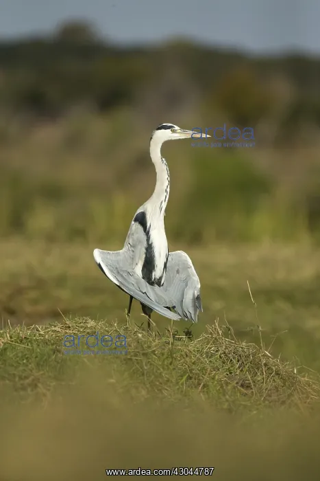  : Grey heron - sunning itself - Botswana, Africa