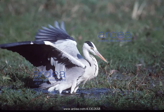 : GREY HERON - in swamp, flapping : GREY HERON - in swamp, flapping