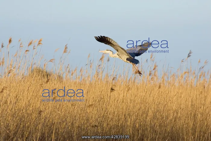  : Grey Heron - taking flight over reedbeds