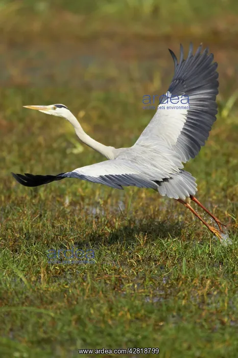 : Grey Heron - taking off : Grey Heron - taking off