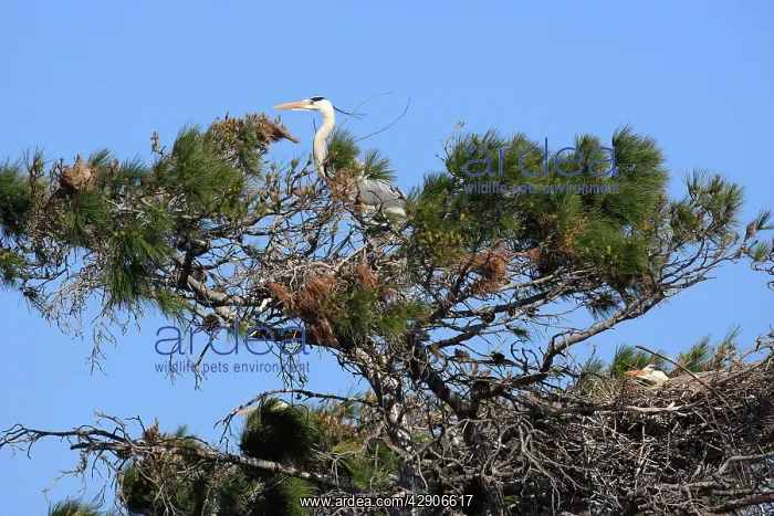: Grey Heron - in tree : Grey Heron - in tree