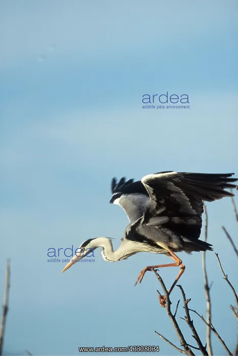 : GREY HERON - in tree, wings spread : GREY HERON - in tree, wings spread
