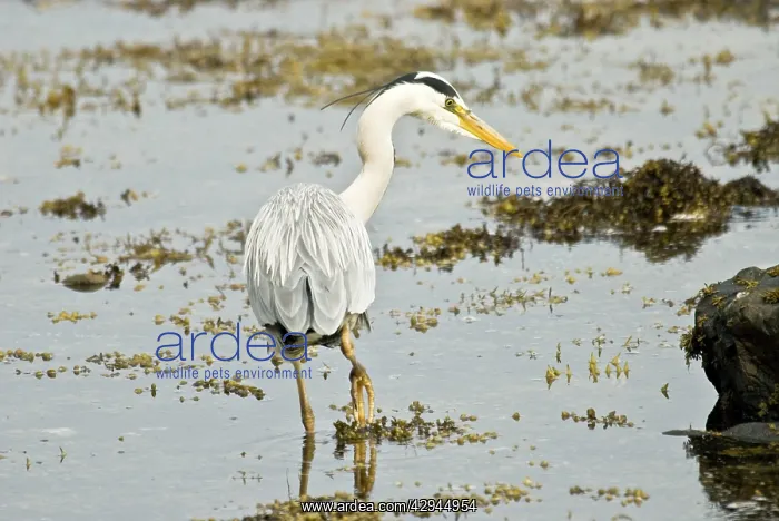 : Grey Heron - Back view looking right in water : Grey Heron - Back view looking right in water