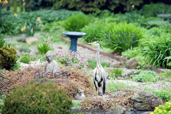 : Grey Heron - visiting garden pond : Grey Heron - visiting garden pond