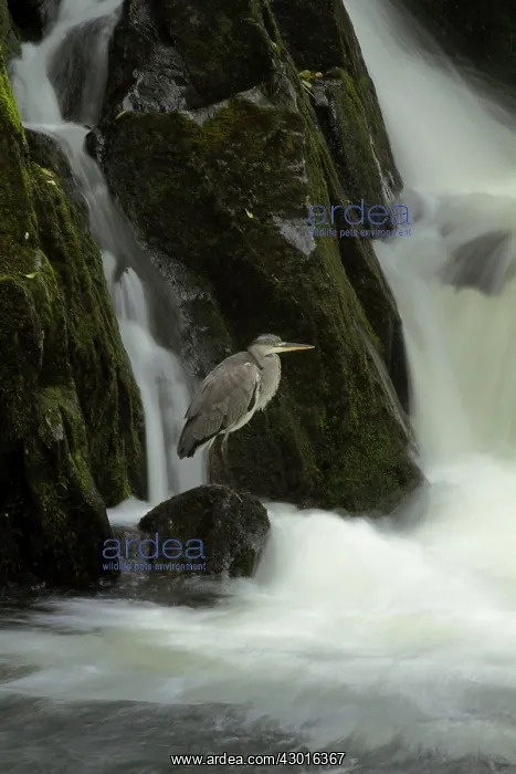 : Grey Heron waiting for prey at River Conwy falls Autumn : Grey Heron waiting for prey at River Conwy falls Autumn