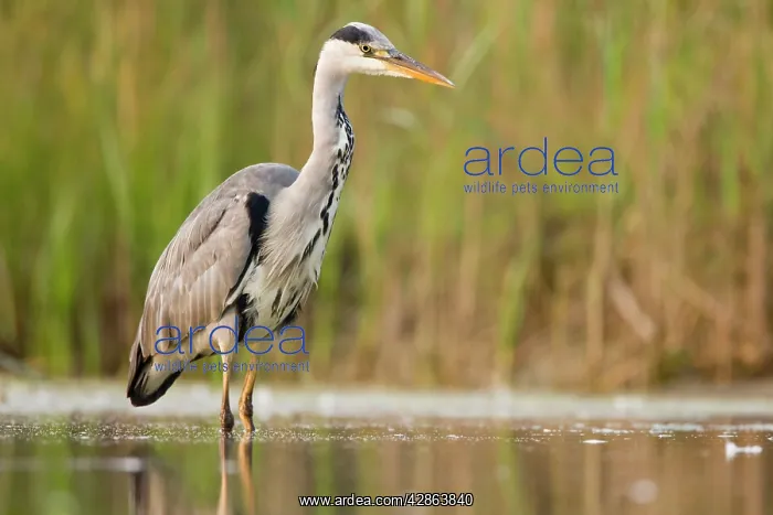 : Grey Heron - Waiting in shallow water for passing fish : Grey Heron - Waiting in shallow water for passing fish