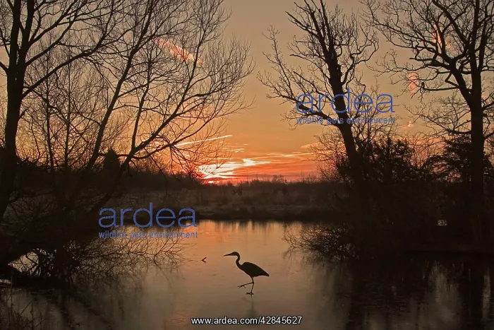 : Grey Heron - walking across a frozen pond : Grey Heron - walking across a frozen pond