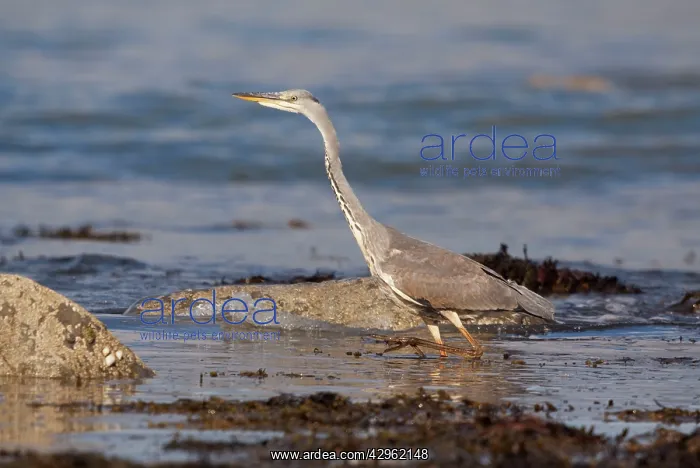 : Grey Heron - walking through rockpools looking for food : Grey Heron - walking through rockpools looking for food