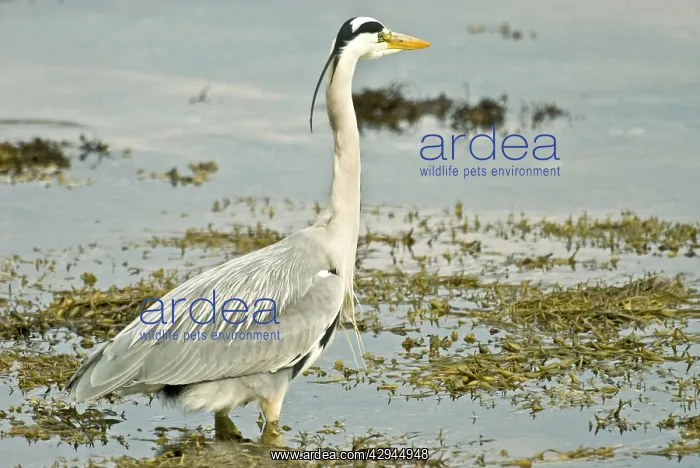 : Grey Heron - In water at edge of loch : Grey Heron - In water at edge of loch