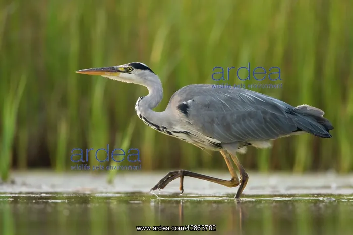 : Grey Heron - Waterlevel perspective of bird stalking : Grey Heron - Waterlevel perspective of bird stalking