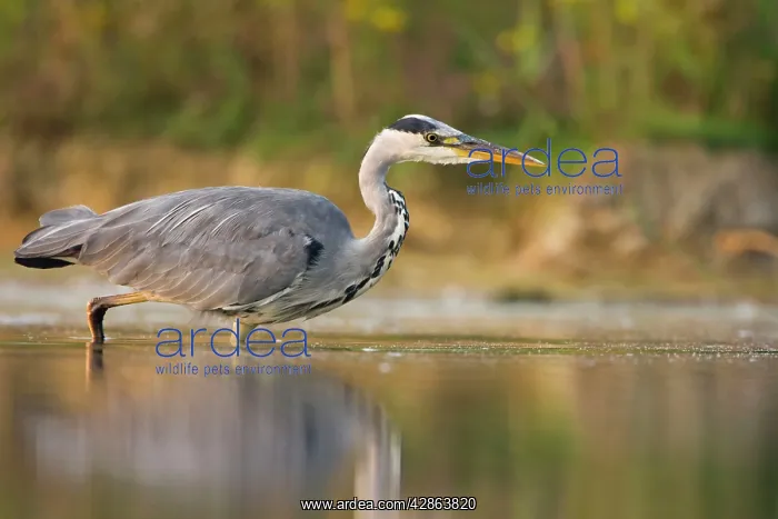 : Grey Heron - Waterlevel perspective of bird stalking : Grey Heron - Waterlevel perspective of bird stalking