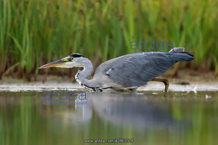 : Grey Heron - Waterlevel perspective of bird stalking : Grey Heron - Waterlevel perspective of bird stalking