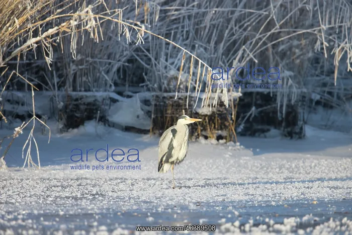  : Grey Heron Winter