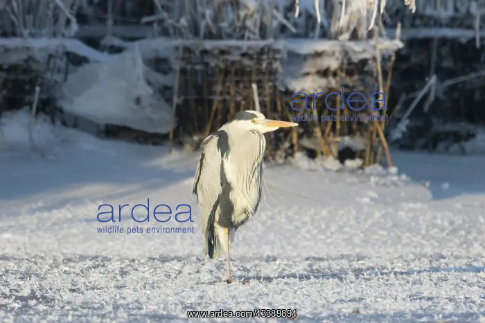 : Grey Heron Winter : Grey Heron Winter