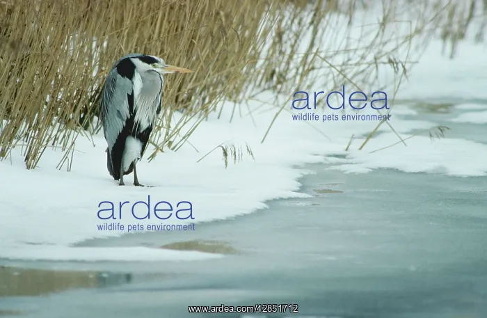 : Grey Heron in winter in snow by lake : Grey Heron in winter in snow by lake