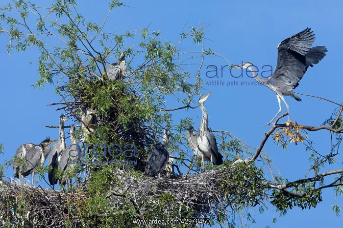 : Grey Heron - young bird practicing to fly at heronry : Grey Heron - young bird practicing to fly at heronry