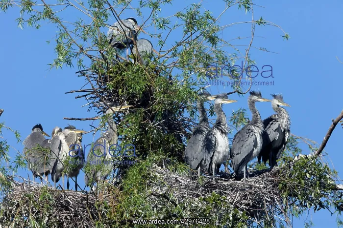 : Grey Heron - young birds at heronry : Grey Heron - young birds at heronry