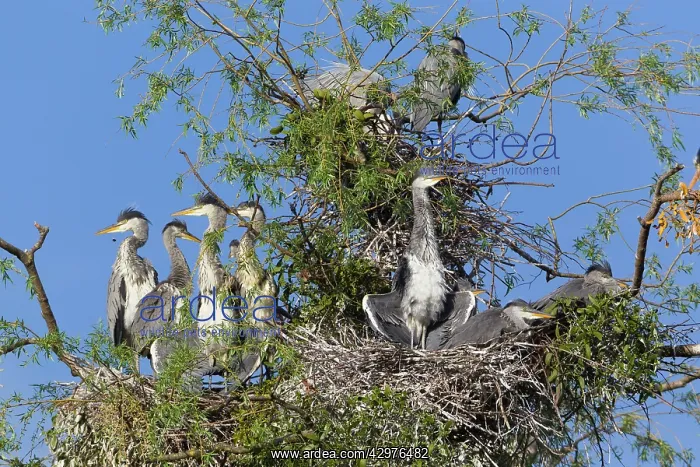 : Grey Heron - young birds sunbathing in heronry : Grey Heron - young birds sunbathing in heronry
