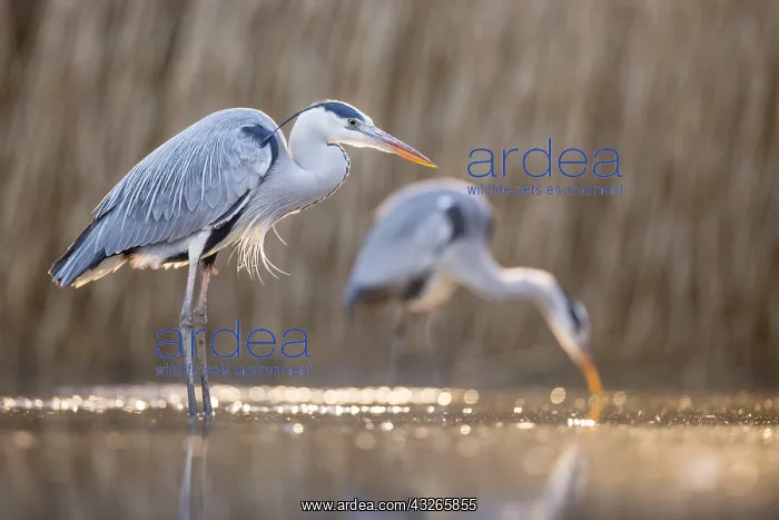 : Grey Herons (Ardea cinerea) hunting in late aft : Grey Herons (Ardea cinerea) hunting in late aft