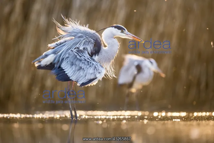 : Grey Herons (Ardea cinerea) preening in late af : Grey Herons (Ardea cinerea) preening in late af