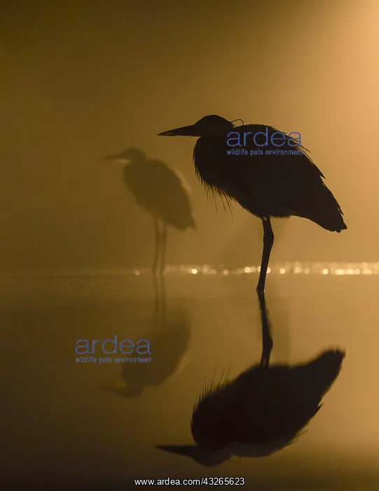 : Grey Herons (Ardea cinerea) in silhouette at n : Grey Herons (Ardea cinerea) in silhouette at n