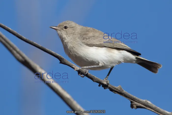 : Grey Honeyeater - In scrub adjacent to the Desert : Grey Honeyeater - In scrub adjacent to the Desert