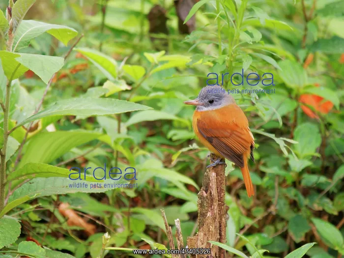 : Grey Hooded Attila Attila rufus Atlantic Forest : Grey Hooded Attila Attila rufus Atlantic Forest