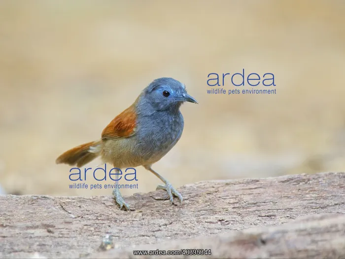 : Grey Hooded Babbler Cyanoderma bicolour Sabah, M : Grey Hooded Babbler Cyanoderma bicolour Sabah, M