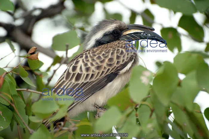  : Grey Hornbill in tree