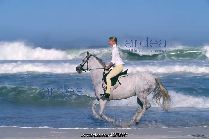  : GREY HORSE - Girl riding through waves on beach