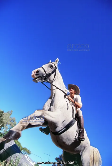 : GREY HORSE - Jumping with rider Karen McCullum : GREY HORSE - Jumping with rider Karen McCullum