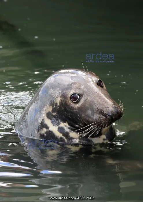 : Grey / Horsehead Seal - looking out of water Germany : Grey / Horsehead Seal - looking out of water Germany