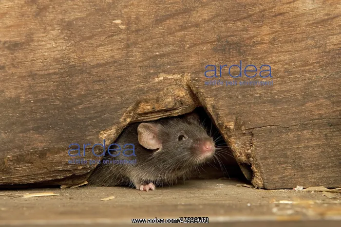 : Grey / House Mouse : Grey / House Mouse